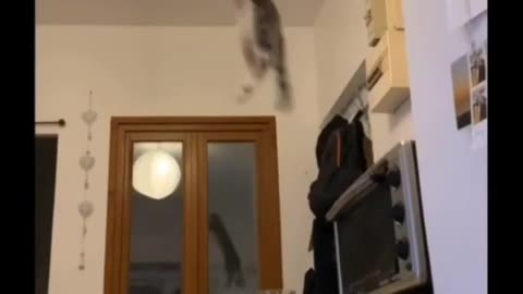 The cat's incredible jump into the air