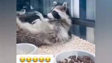 Funny videos