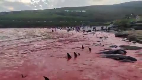 Mezzo migliaio di delfini morti hanno dipinto le coste delle Isole Faroe