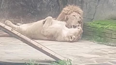 Lion's Love: Playful Moments Between King and Queen