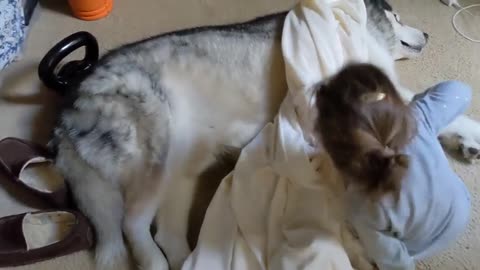 Precious little girl covers sleeping dog with a blanket