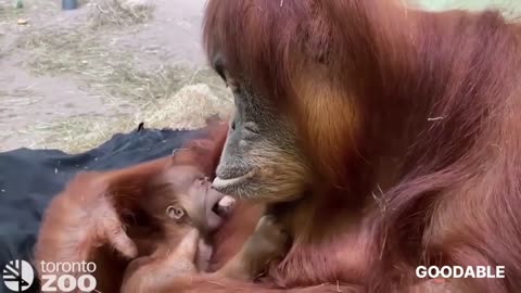 The most dangerous animal cute moment playing with her baby