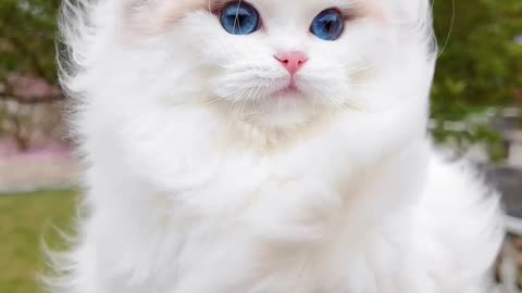 My Persian cat with sweet demeanor - my princes, the cat