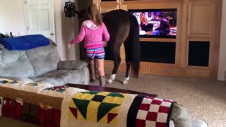 Horse Walks Inside House to Chill With Owner