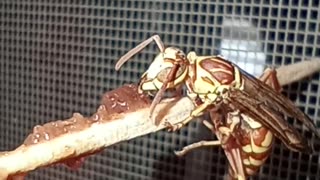 Feeding a Visiting Wasp