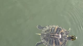 #turtle #water