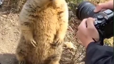 Funny animal video We sincerely hope you enjoy it; please follow us if
