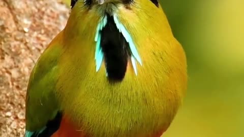 The kingfisher