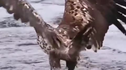 eagles are best hunters.