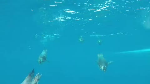 Emperor Penguins in the sea, Cape Washington ROV