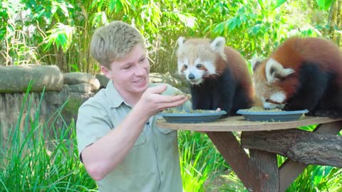 Red panda breakfast time with Robert | Australia Zoo Life