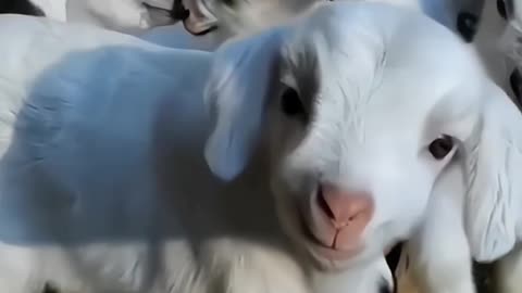 funny sheep