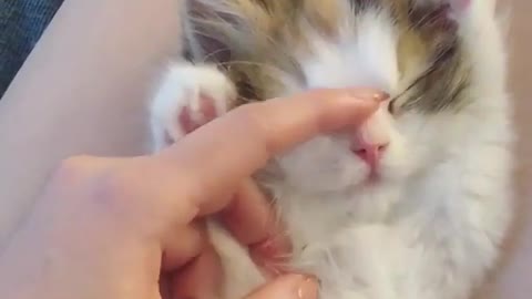 Cute kitten to tease you to play