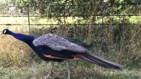 Morning Birds Song || No Copyright of Sound Peacock Dance and Sound || National Bird of India