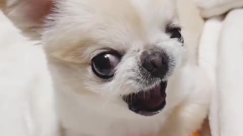 Small cute angry papi dog