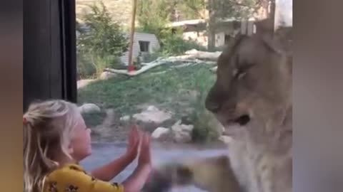Mother lion plays Paddy-cack with three years old girl!!!!