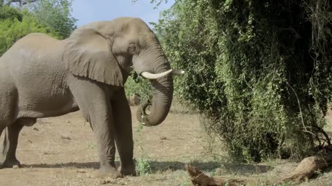 Untamed Wonders: A Captivating Wildlife Documentary from Kruger Park"