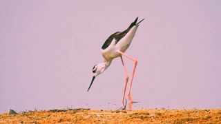 Among birds and birds in nature