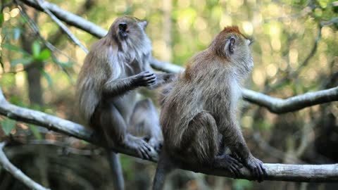 Two monkeys on a tree in the jungle