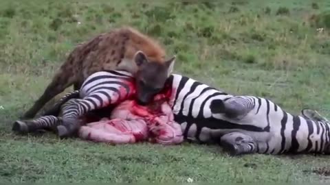 Zebra Eaten By Hyena