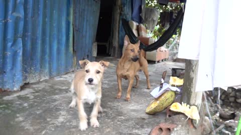 How Dogs React When Seeing Stranger 10 - Running, Barking _ Viral Dog