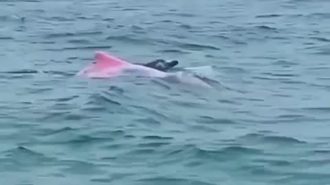 How rare is a pink dolphin?