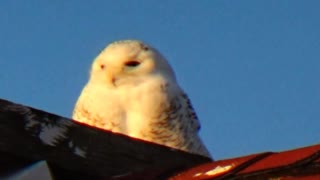 Snowy Owl