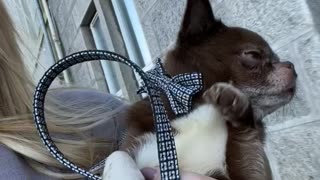 Chihuahua Pretends to Walk While Carried