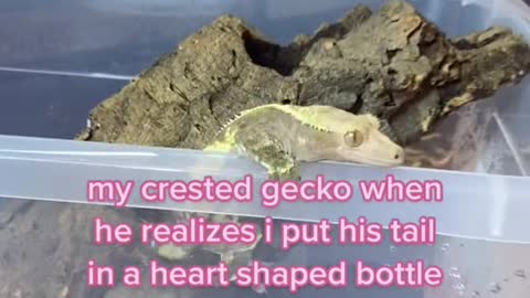 my crested gecko when he realizes i put his tail in a heart shaped bottle