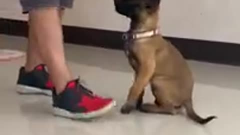 3 Month Belgian Malinois Training