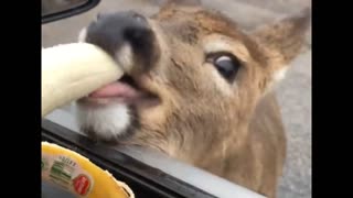 Deer Walks Up to Car Window To Eat Banana!