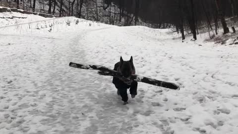 Dog loves carrying big sticks
