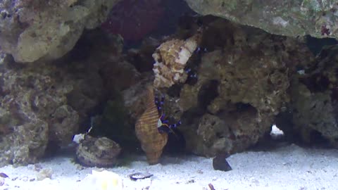 Blue Knuckle Hermit Crabs fight for dominance