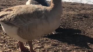 Making friends with geese using grapes.