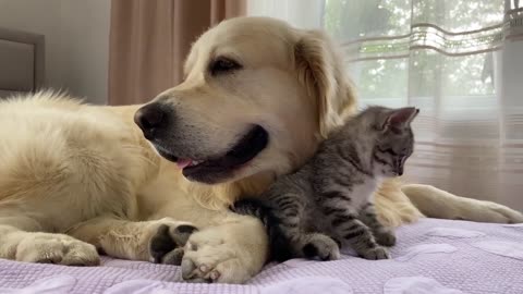 Golden Retriever and Baby Kitten Become Friends