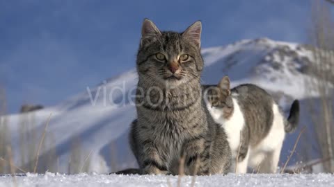 Cats playing in the snow