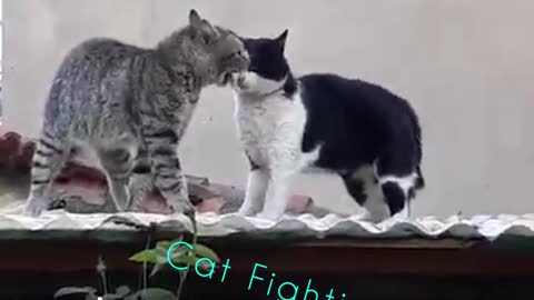Cat Fighting