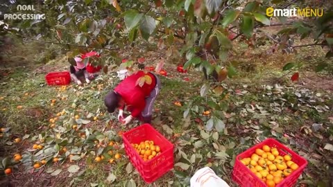 Japan Dried Persimmon Processing - Amazing Asia Agriculture Fruit Harvesting