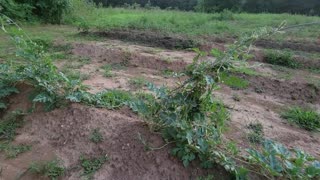 Big Garden Growing on Trellises 2022