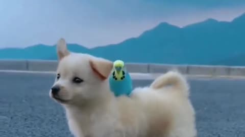 meme dog and funny bird
