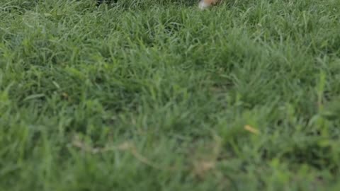 Cute's puppies are playing with each other 🐕😊