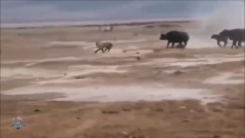 Amazing Buffalo Vs Lion Animal Planet