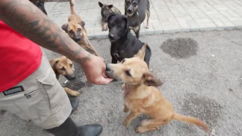 50+ Indonesian dogs rescued from the dog meat trade settle in an emergency shelter
