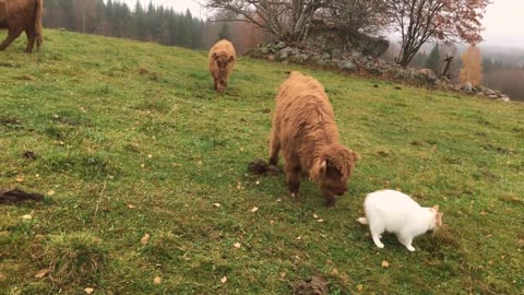 Scottish Highland Cattle In Finland: Cat is interesting and scary