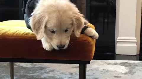 Puppy's first JUMP