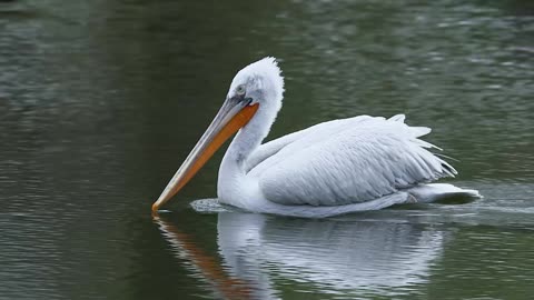 TOP OF THE BILL: Rare Pelican Chicks Delight Zoo Fans 2