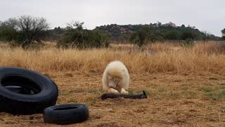 White lion cleans his paws like a hou