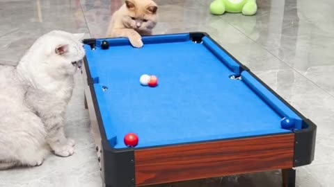 Legend Cat Playing Billiards 🎱