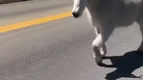 Big Big Ass Goat
