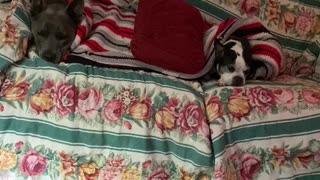 Dogs all tucked in